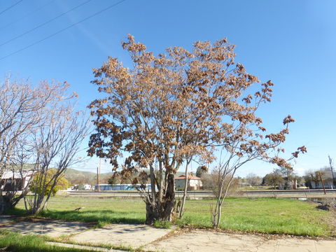 Image of tree-of-heaven