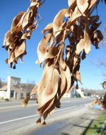 Image of tree-of-heaven