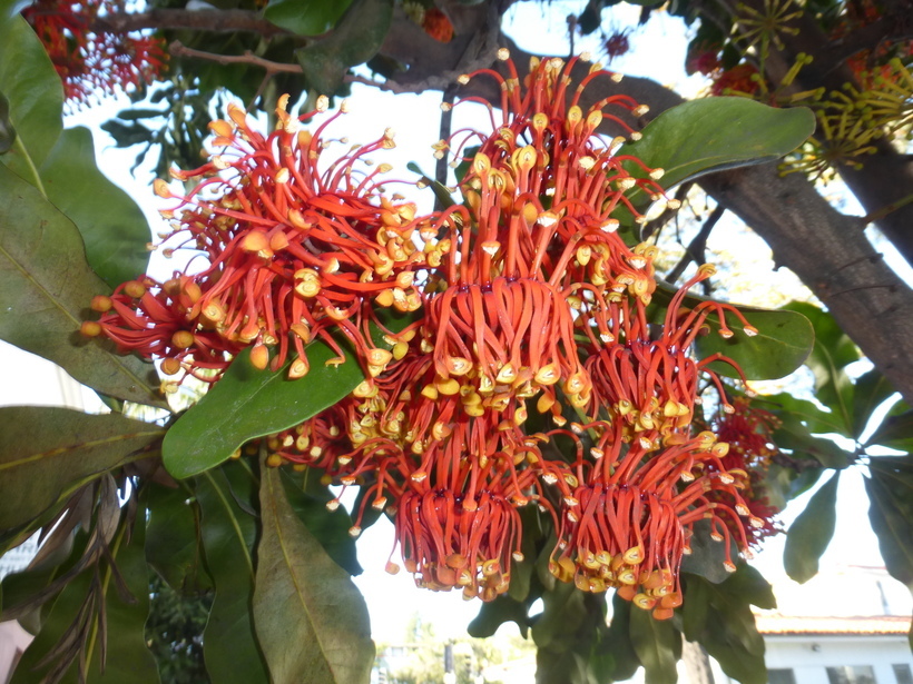 Image of firewheel tree