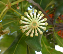 Imagem de Stenocarpus sinuatus (Loudon) Endl.