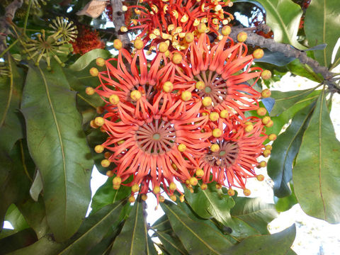 Image of firewheel tree