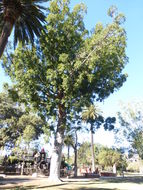 Image of kauri