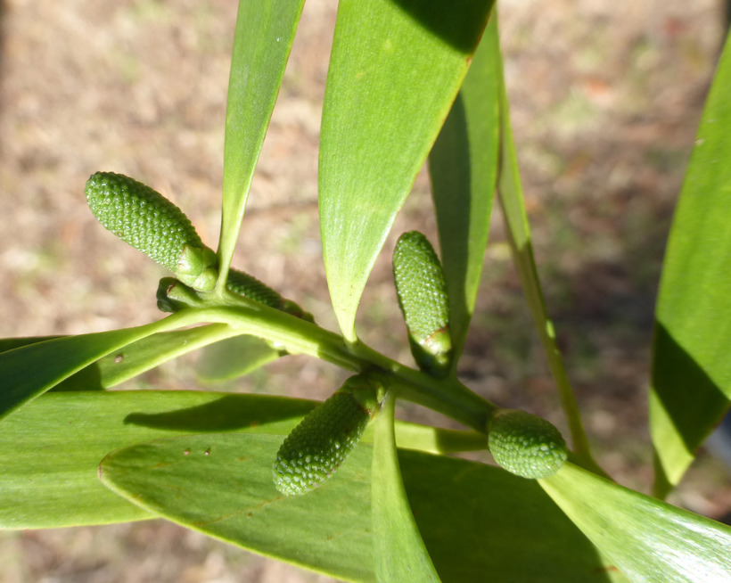 Image of kauri