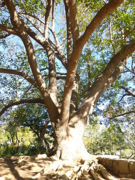 Image of Erythrina falcata Benth.