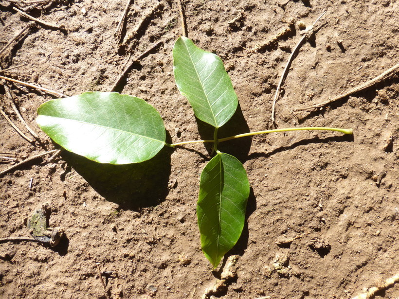 Image of Erythrina falcata Benth.