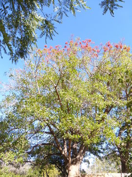 Erythrina falcata Benth. resmi