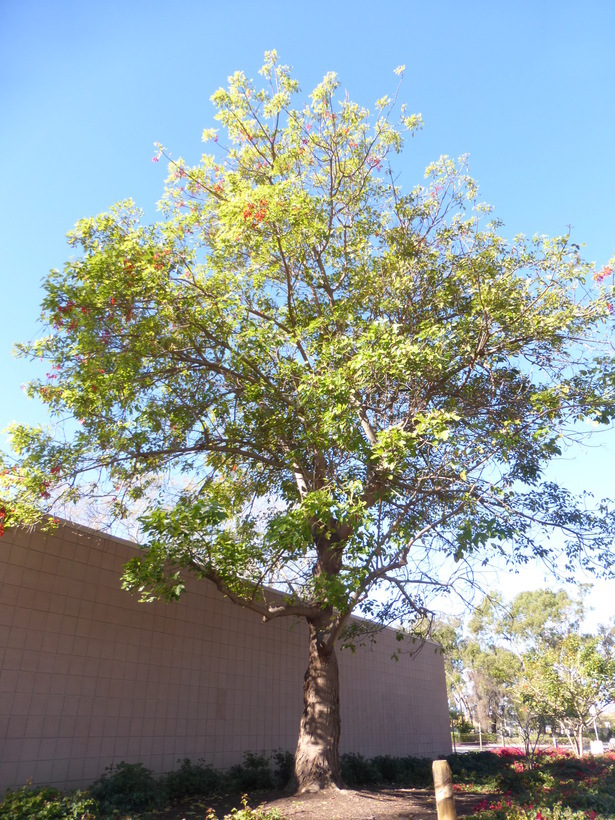 Image of Erythrina falcata Benth.