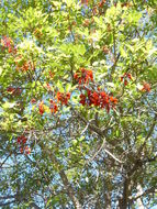 Image of Erythrina falcata Benth.