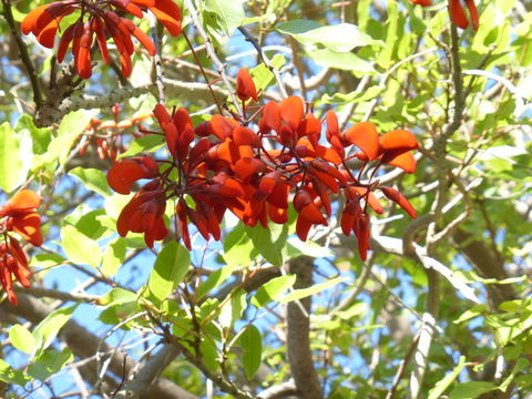 Erythrina falcata Benth. resmi