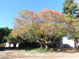 Image of Erythrina falcata Benth.