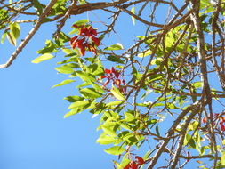 Image of Erythrina falcata Benth.