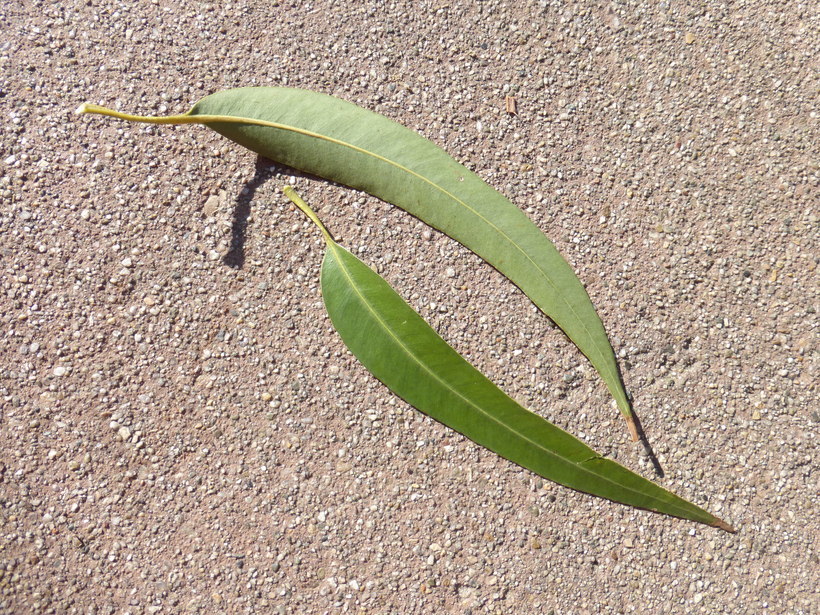 Image of Saligna Eucalyptus