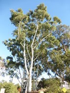 Image of Saligna Eucalyptus