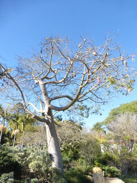 Image de Ceiba speciosa (A. St.-Hil., A. Juss. & Cambess.) P. Ravenna