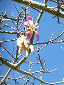 Image de Ceiba speciosa (A. St.-Hil., A. Juss. & Cambess.) P. Ravenna