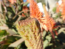 Imagem de Aloe arborescens Mill.