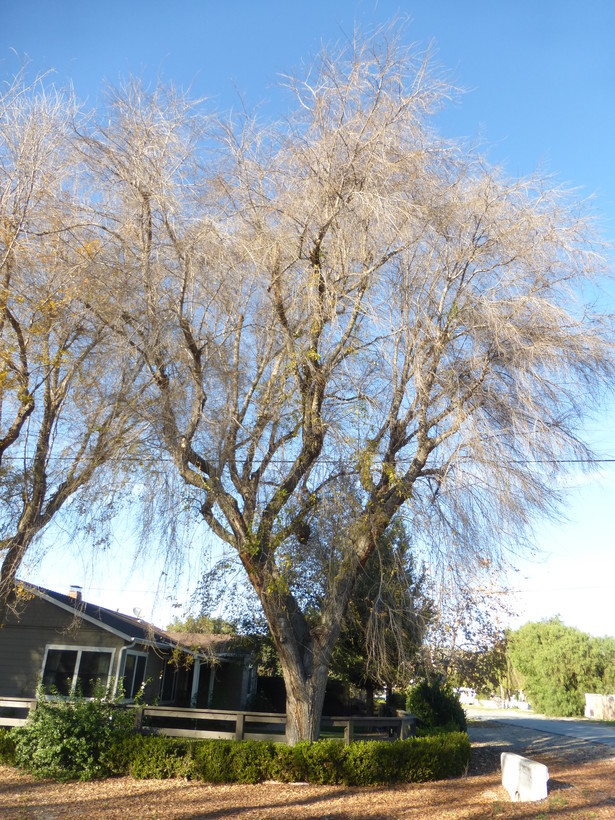 Image of Siberian Elm