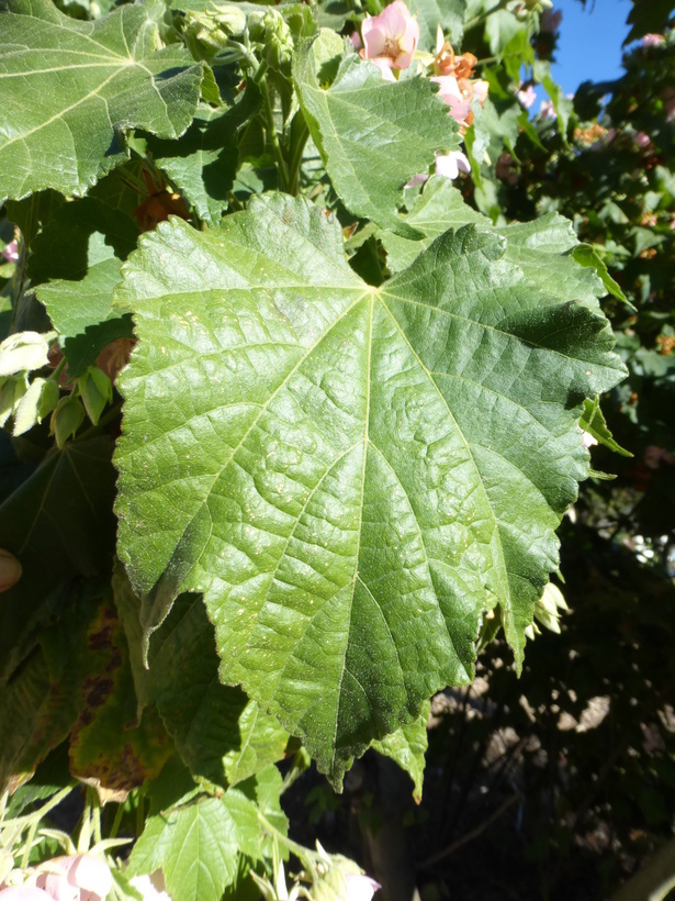 Image of Dombeya