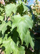 Image of Dombeya