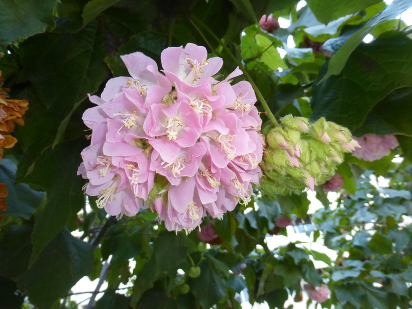 Image of Dombeya