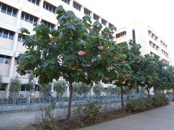 Image of Dombeya