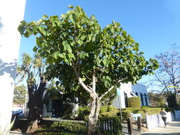 Imagem de Ficus auriculata Lour.