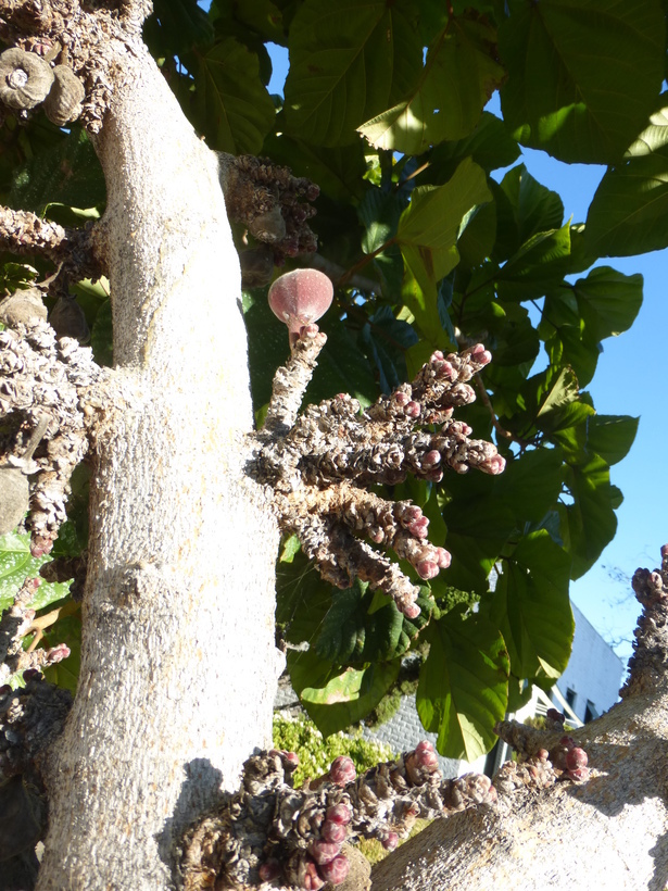 Imagem de Ficus auriculata Lour.