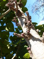 Imagem de Ficus auriculata Lour.