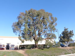 Image of Eucalyptus nicholii Maiden & Blakely