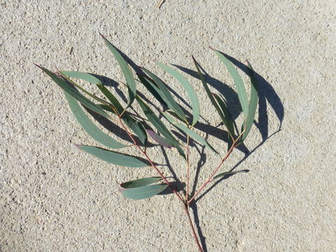 Image of Eucalyptus nicholii Maiden & Blakely