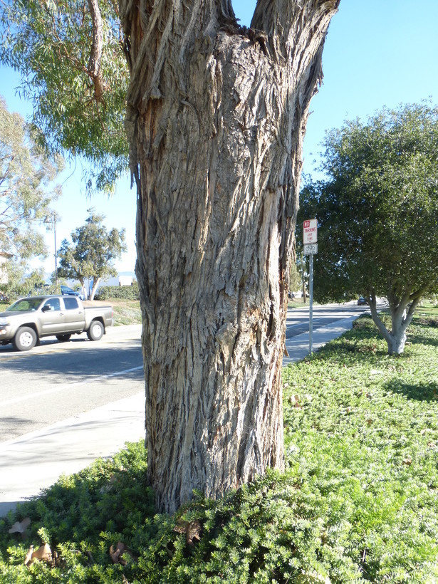 Image of Eucalyptus nicholii Maiden & Blakely