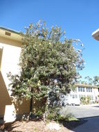 Image of coast banksia