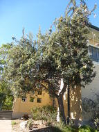 Image of coast banksia