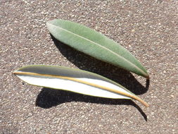 Image of coast banksia