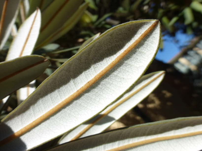 Image of coast banksia