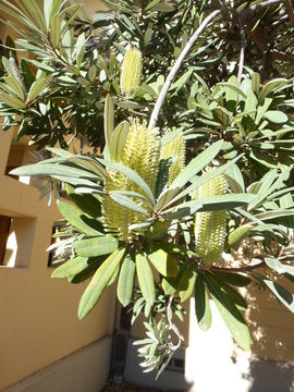 Image of coast banksia