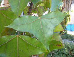 Image of Jatropha mahafalensis Jum. & H. Perrier