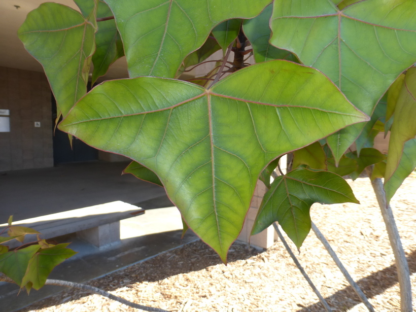 Image of Jatropha mahafalensis Jum. & H. Perrier