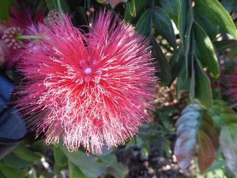 Plancia ëd Calliandra haematocephala Hassk.