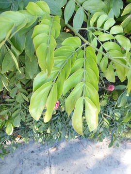 Imagem de Calliandra haematocephala Hassk.