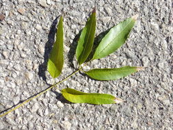 Sivun Fraxinus uhdei (Wenz.) Lingelsh. kuva