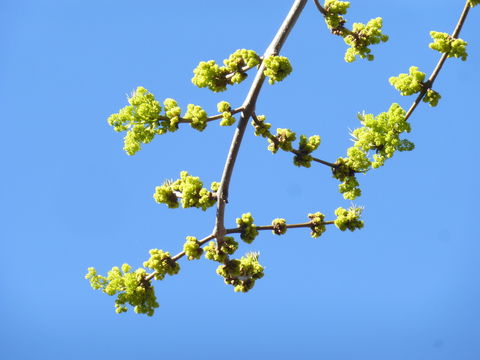 Sivun Fraxinus uhdei (Wenz.) Lingelsh. kuva