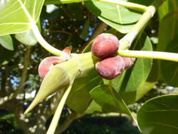 Image of Banyan