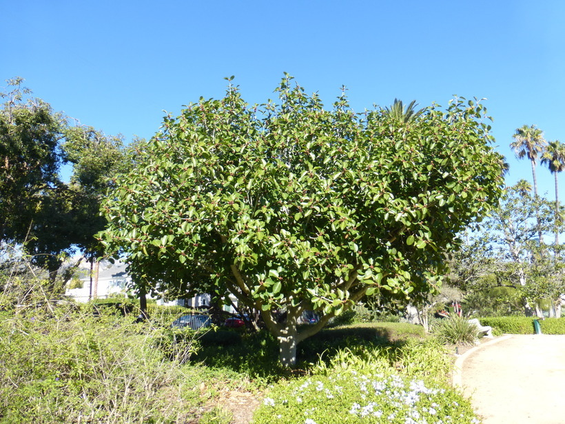 Image of Banyan