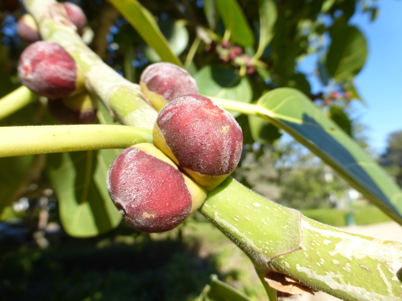 Image of Banyan