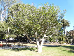 Image of Vitex lucens Kirk