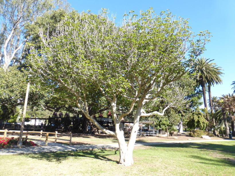 Image of Vitex lucens Kirk