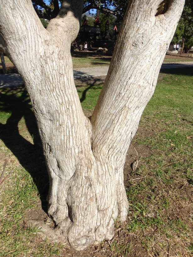 Imagem de Vitex lucens Kirk