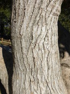 Image of Vitex lucens Kirk