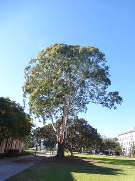 Imagem de Eucalyptus viminalis Labill.